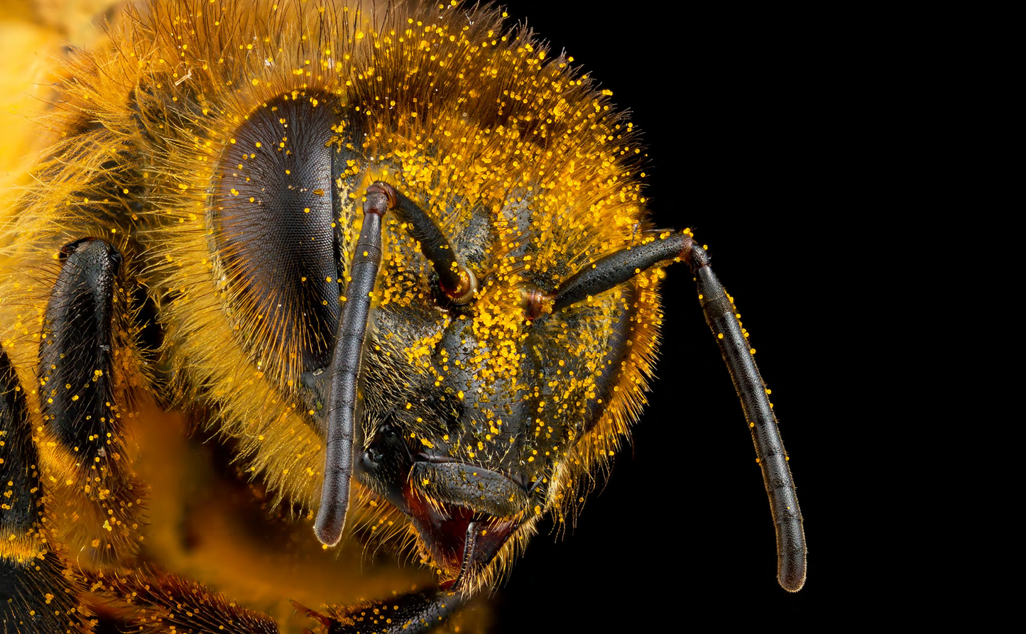 The Seduction of the Honey Bee - Craig P Burrows