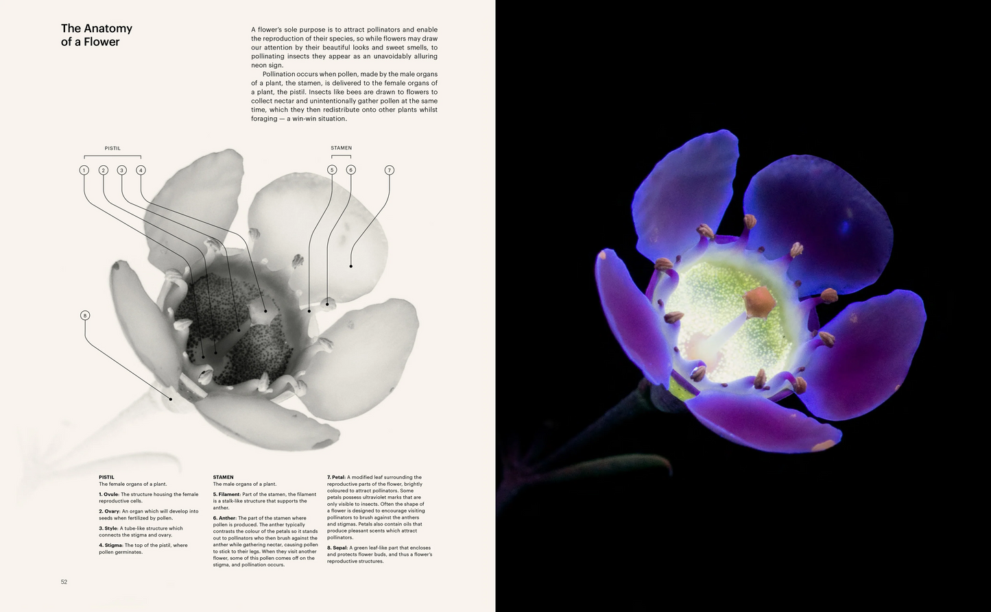 The Seduction of the Honey Bee - Craig P Burrows
