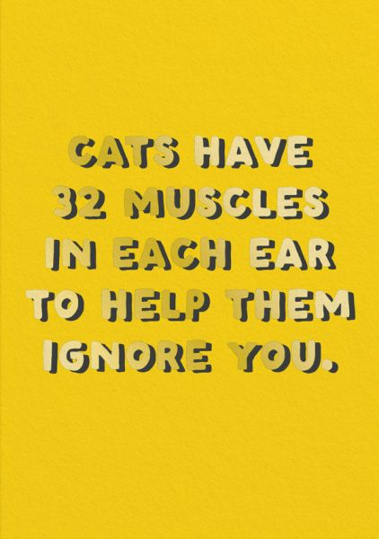 Vevoke Foil Card - Cats Have Muscles